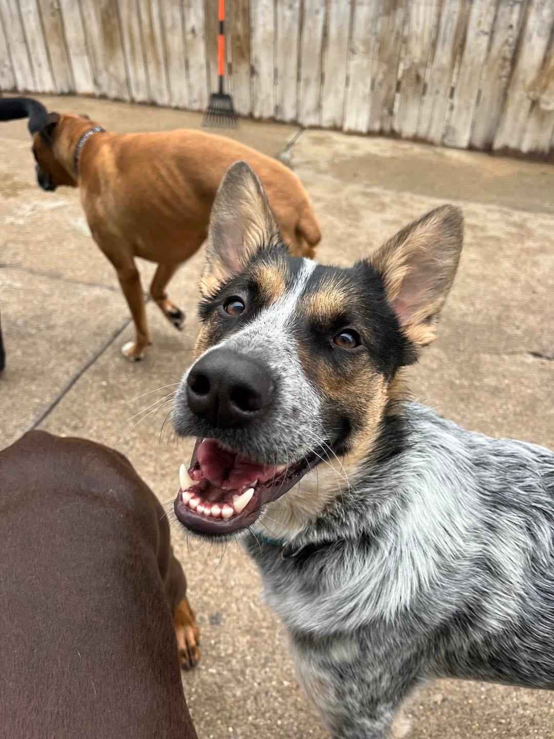 Cool Dog